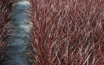 pennisetum advena rubrum